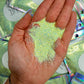 Serengeti - Fine Glitter - 2oz/56g Pack